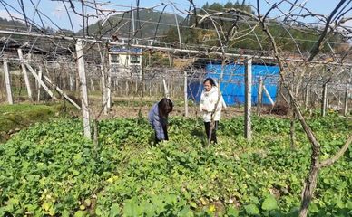 壽寧犀溪 科技特派員田間“把脈問診”，精準助力春耕生產